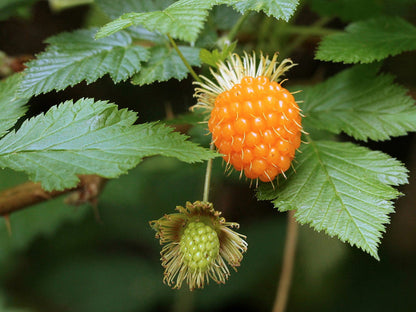 Salmonberry Fruit Seeds for Planting – Heirloom Non-GMO Garden Seeds