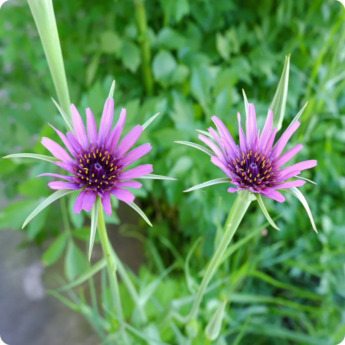 Salsify flower seeds