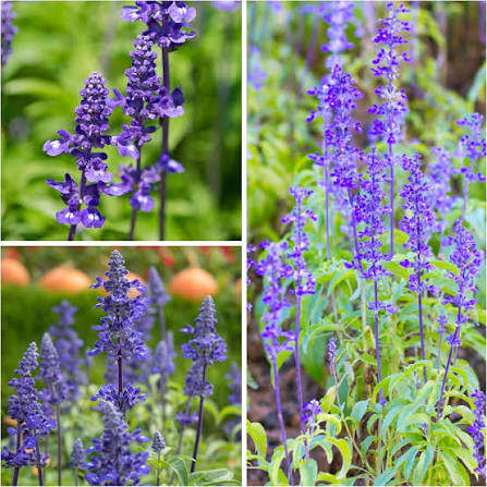 Mealycup Blue Sage Salvia farinacea flower seeds for planting in ornamental gardens