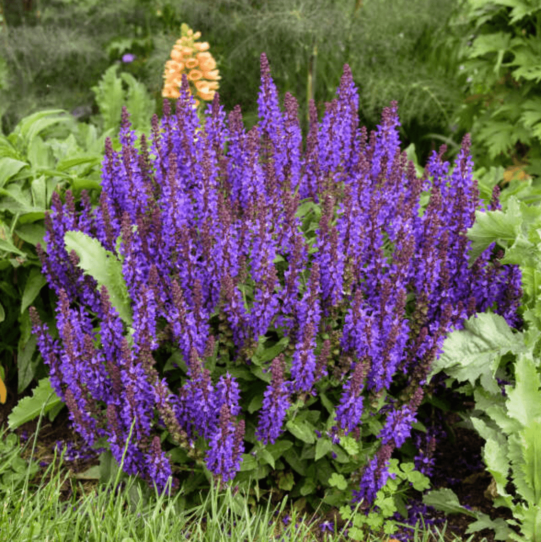 Purple Perennial flower seeds