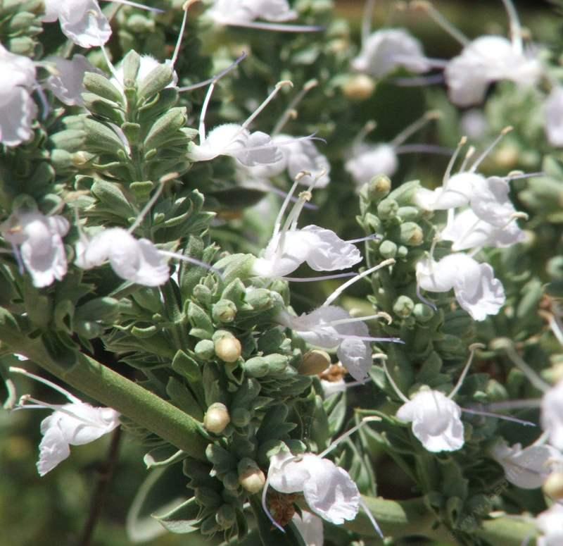 Apiana flower seeds