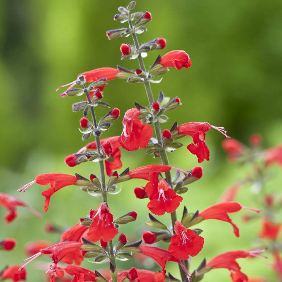Coccinea Salvia plant