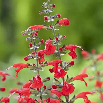 Coccinea Salvia plant