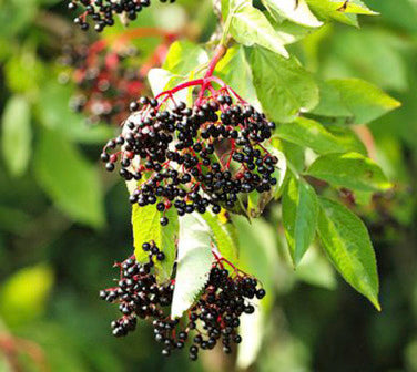 elderberry sambucus seeds