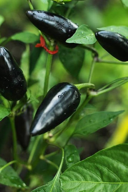 Schmecken Vegetable Seed Mix