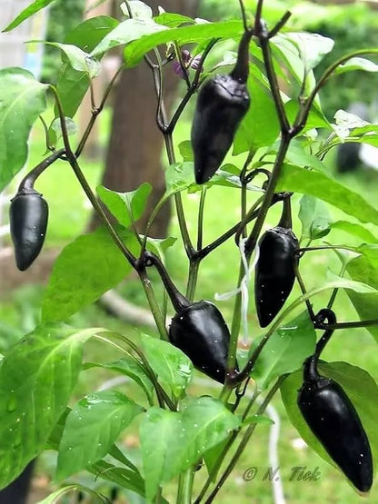 Schmecken Vegetable Seed Mix for Planting – Heirloom Non-GMO Garden Seeds