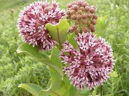 Asclepias Arenaria Growing in Sandy Prairie Soil