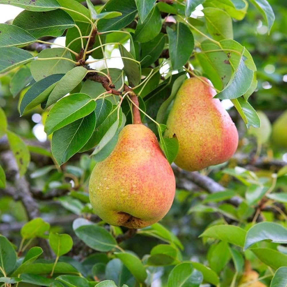 sand pear seeds