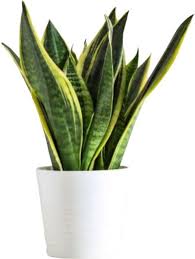 Mature Sansevieria with Architectural Foliage