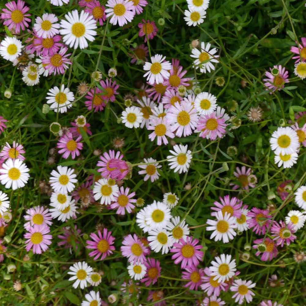 Santa Barbara flower seeds
