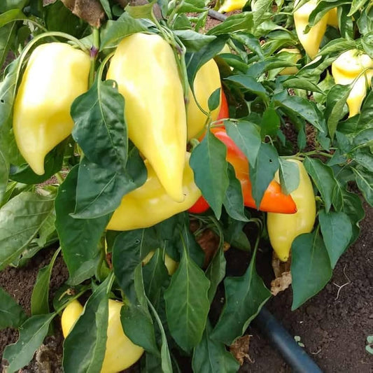 Santa Fe Grande Pepper Seeds