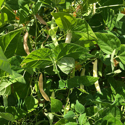 White Tepary Bean Seeds