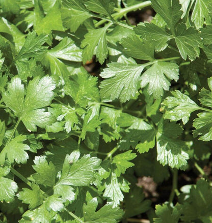 Santo cilantro vegetable seeds for planting with deep green aromatic leaves