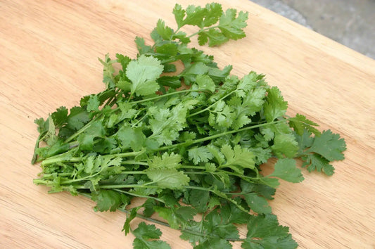 Santo cilantro vegetable seeds for planting with deep green aromatic leaves
