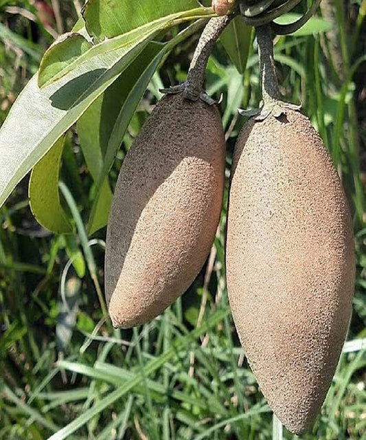 sapodilla fruit seeds