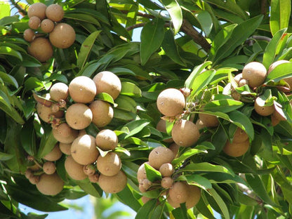 Sapota Seeds for Planting Manilkara zapota – Heirloom Sapota Tree Seeds