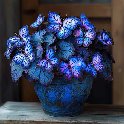 Sapphires Moonlight Butterfly Begonia ornamental plant with decorative patterned foliage displayed in a bright indoor garden setting.
