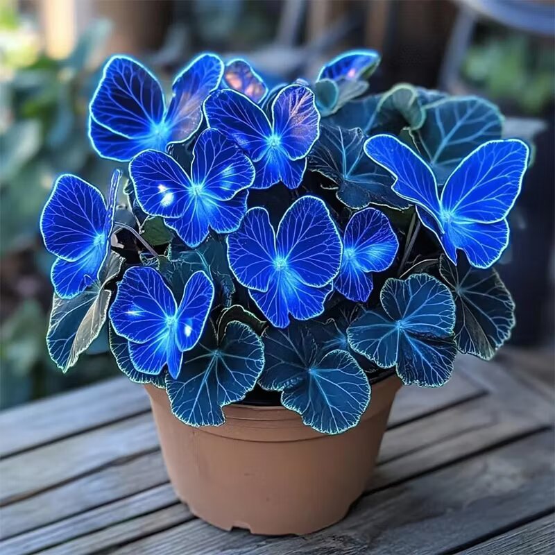 Sapphires Moonlight Butterfly Begonia ornamental plant with decorative patterned foliage displayed in a bright indoor garden setting.