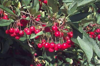 Sargent's Crabapple Malus sargentii Fruit Seeds for Planting – Heirloom Non-GMO Garden Seeds