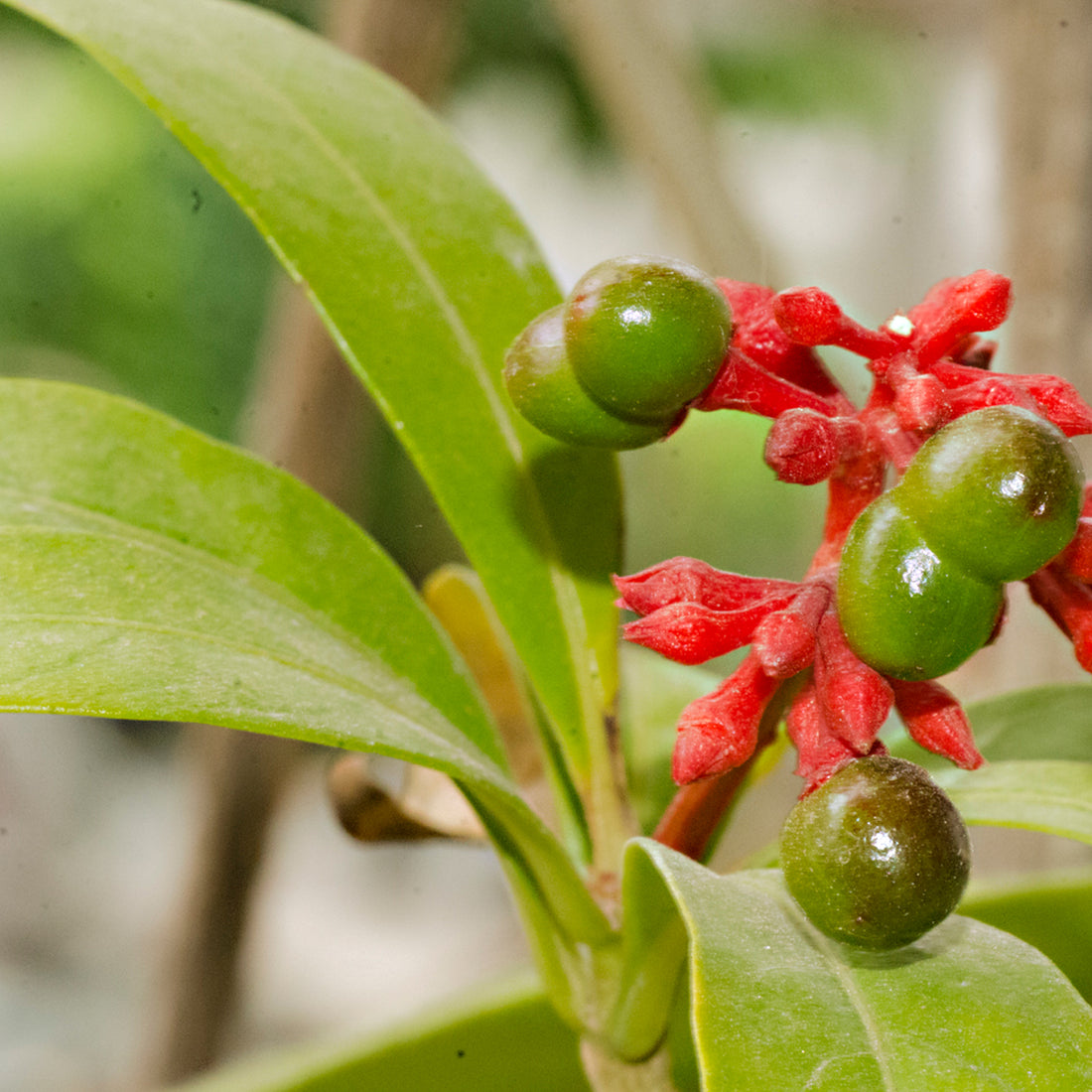 Rauvolfia flower seeds