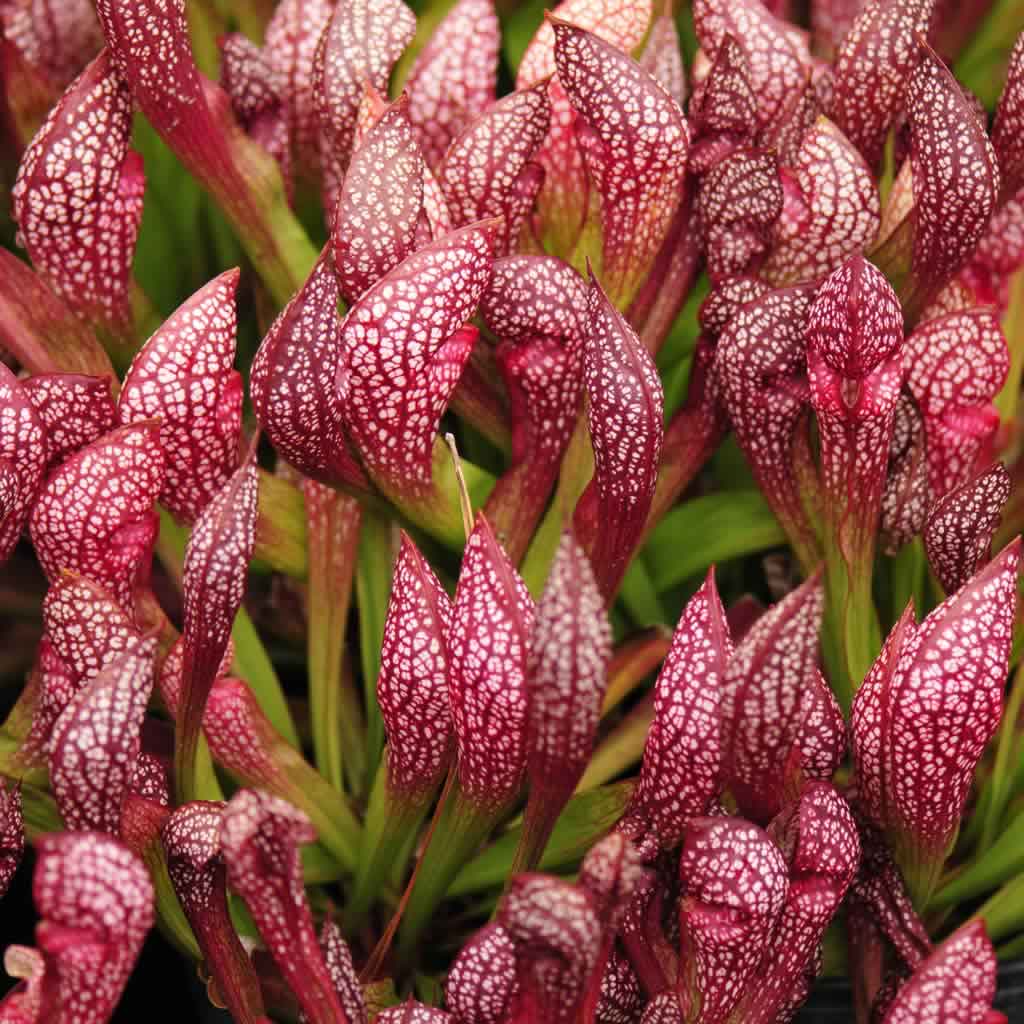 Scarlet Sarracenia flower seeds