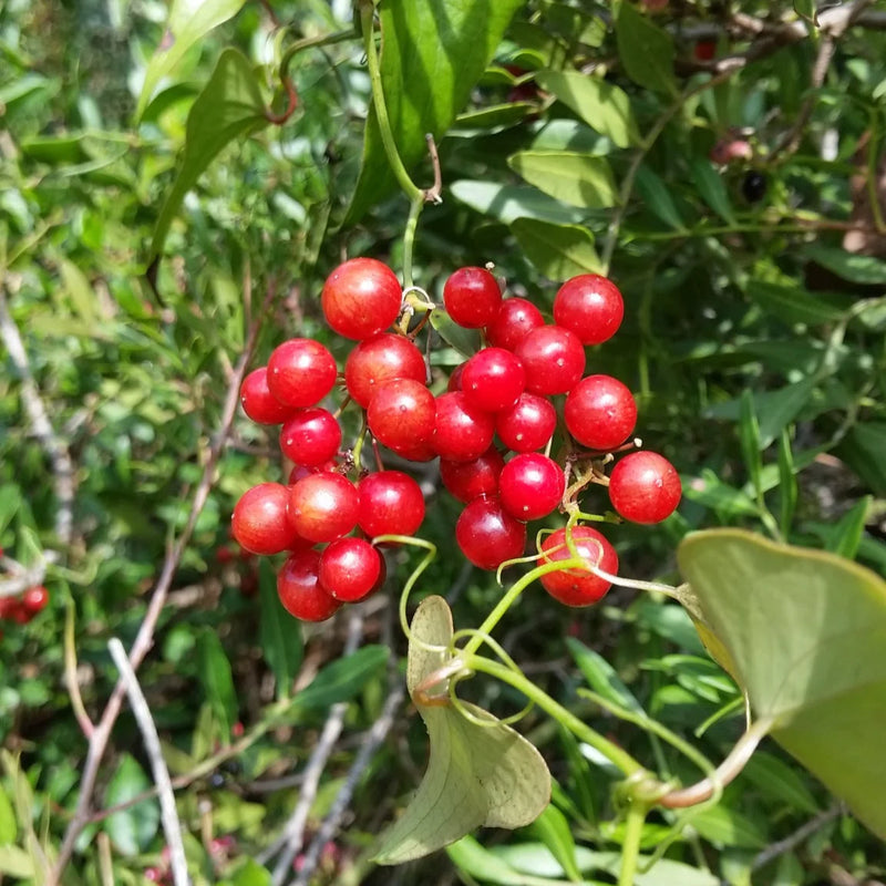 Sarsaparilla Fruit Seeds for Planting – Exotic Garden Seeds