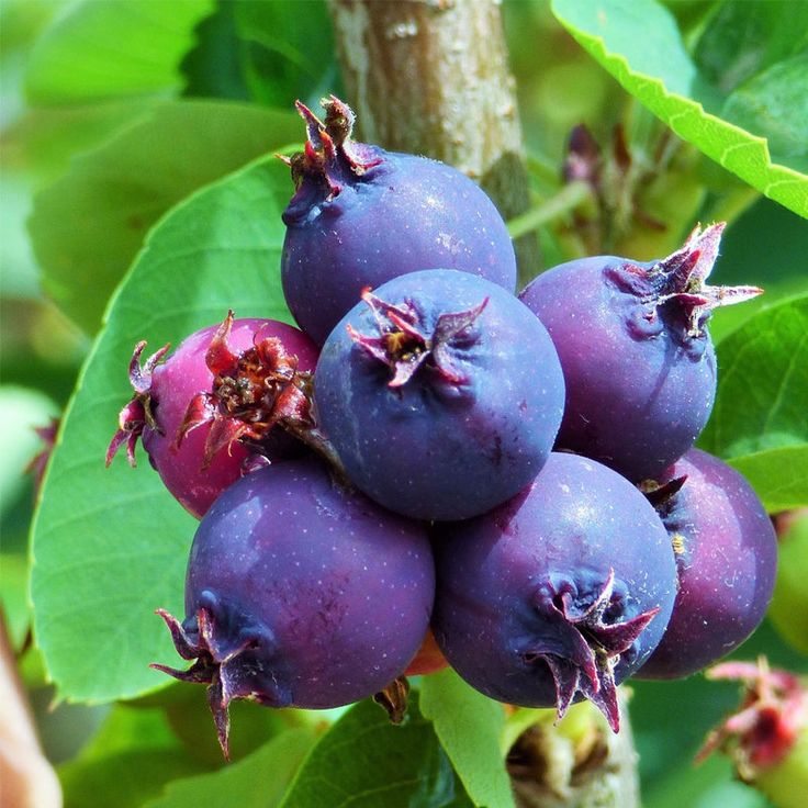 Saskatoon Berry Seeds for Planting – Heirloom Non-GMO Garden Seeds