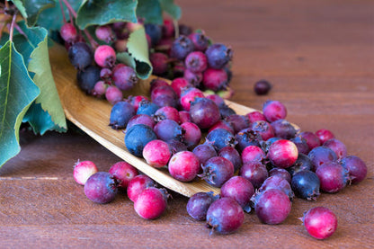 Saskatoon Serviceberry Fruit Seeds for Planting – Heirloom Non-GMO Garden Seeds