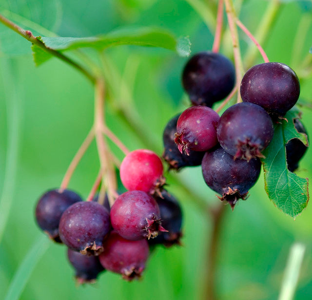 saskatoon berry seeds