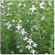 Satureia Hortensis Growing in Kitchen Herb Garden