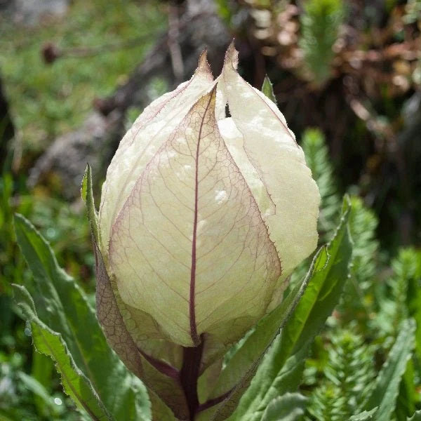 Brahma Kamal (Saussurea obvallata) flowering plant with pale protective bracts and distinctive flower heads in its natural Himalayan alpine habitat.