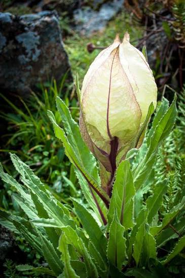 Brahma Kamal (Saussurea obvallata) flowering plant with pale protective bracts and distinctive flower heads in its natural Himalayan alpine habitat.