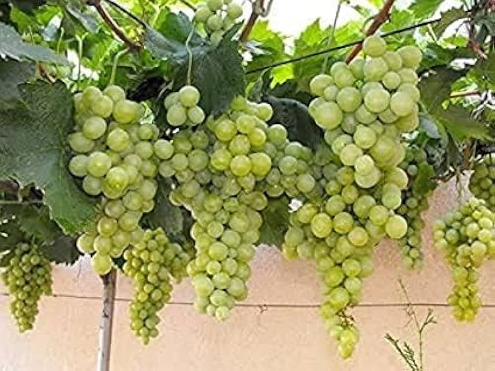 sauvignon blanc grape seeds
