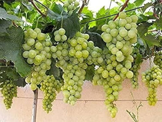 sauvignon blanc grape seeds