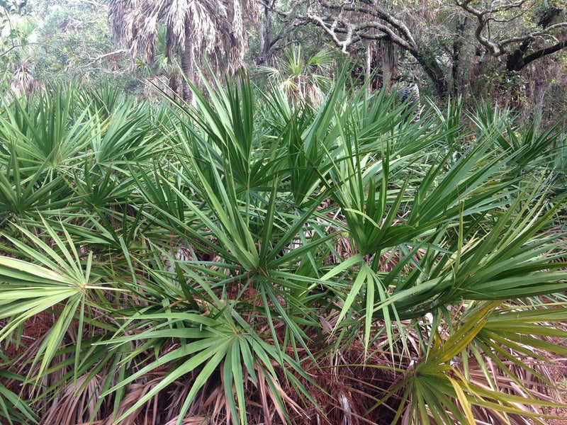 Green Saw Palmetto Serenoa repens Tree Seeds for Planting – Heirloom Non-GMO Garden Seeds