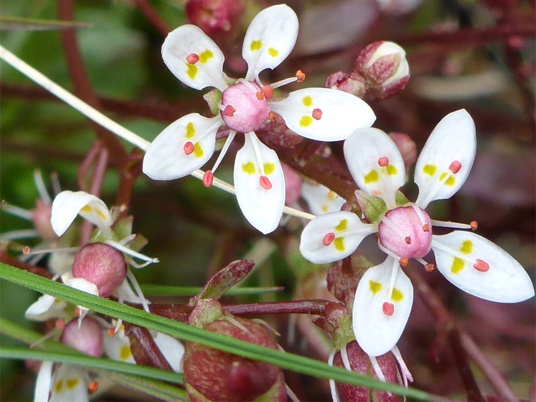 Saxifraga Stellaris Flower Seeds – Starry Saxifrage Alpine Garden Seeds