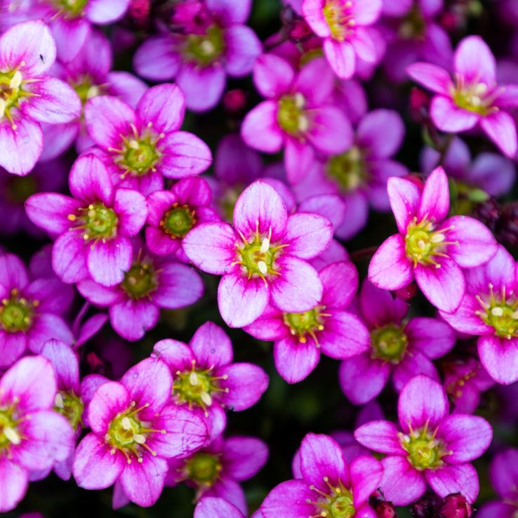 Saxifraga Mossy flower seeds