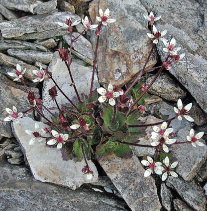 Saxifraga Stellaris Flower Seeds – Starry Saxifrage Alpine Garden Seeds