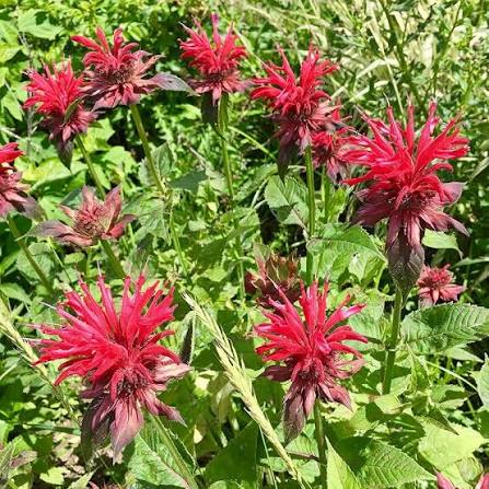 Red Monarda Didyma Flower Seeds for Planting
