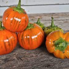 orange eggplant seeds