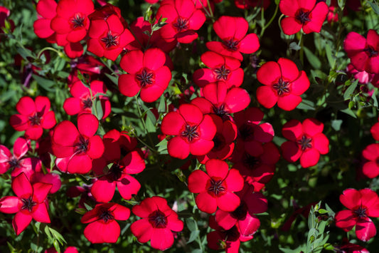 Red Scarlet flower seeds