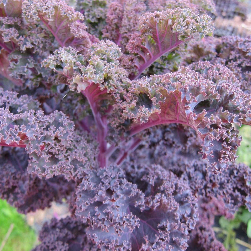  Fresh Scarlet Kale Leaves Harvested from Garden
