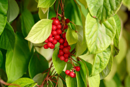Schisandra chinensis seeds for planting – Chinese magnolia vine seeds