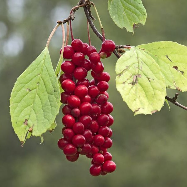 Wu-Wei-Zi Schisandra plant