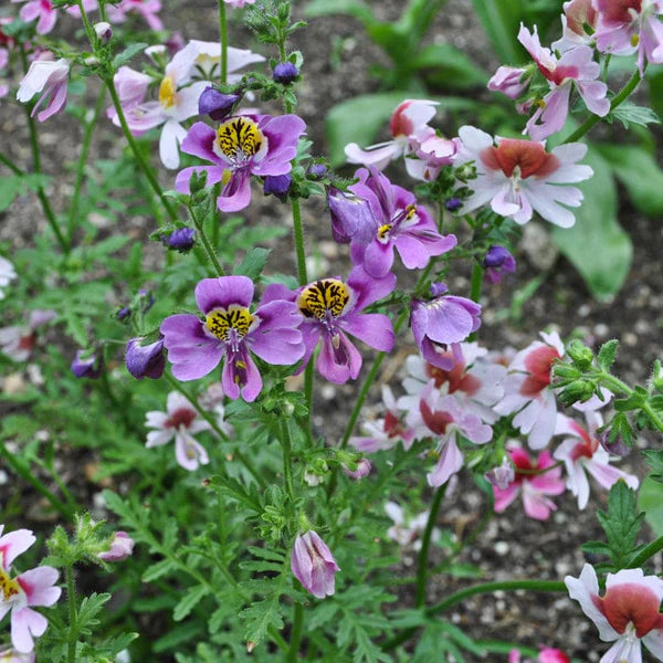 Schizanthus flower seeds