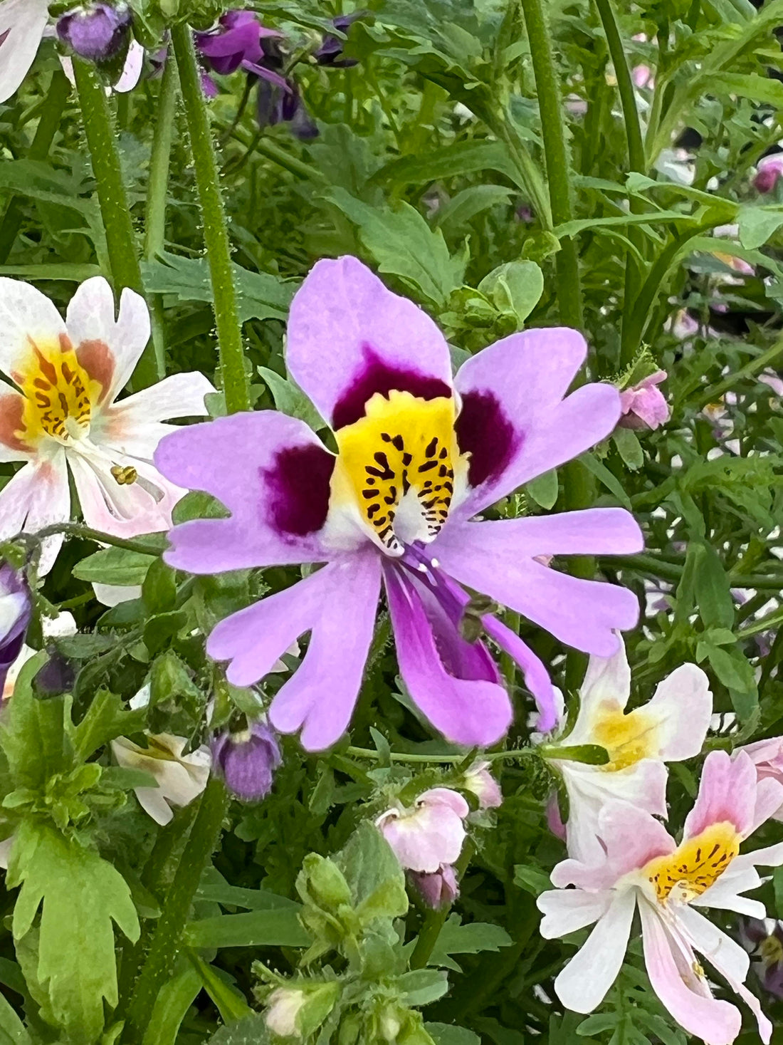 Schizanthus Tinkerbell flower seeds