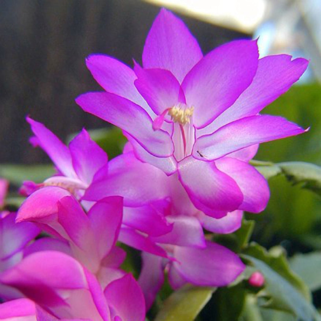 Purple Schlumbergera flower seeds