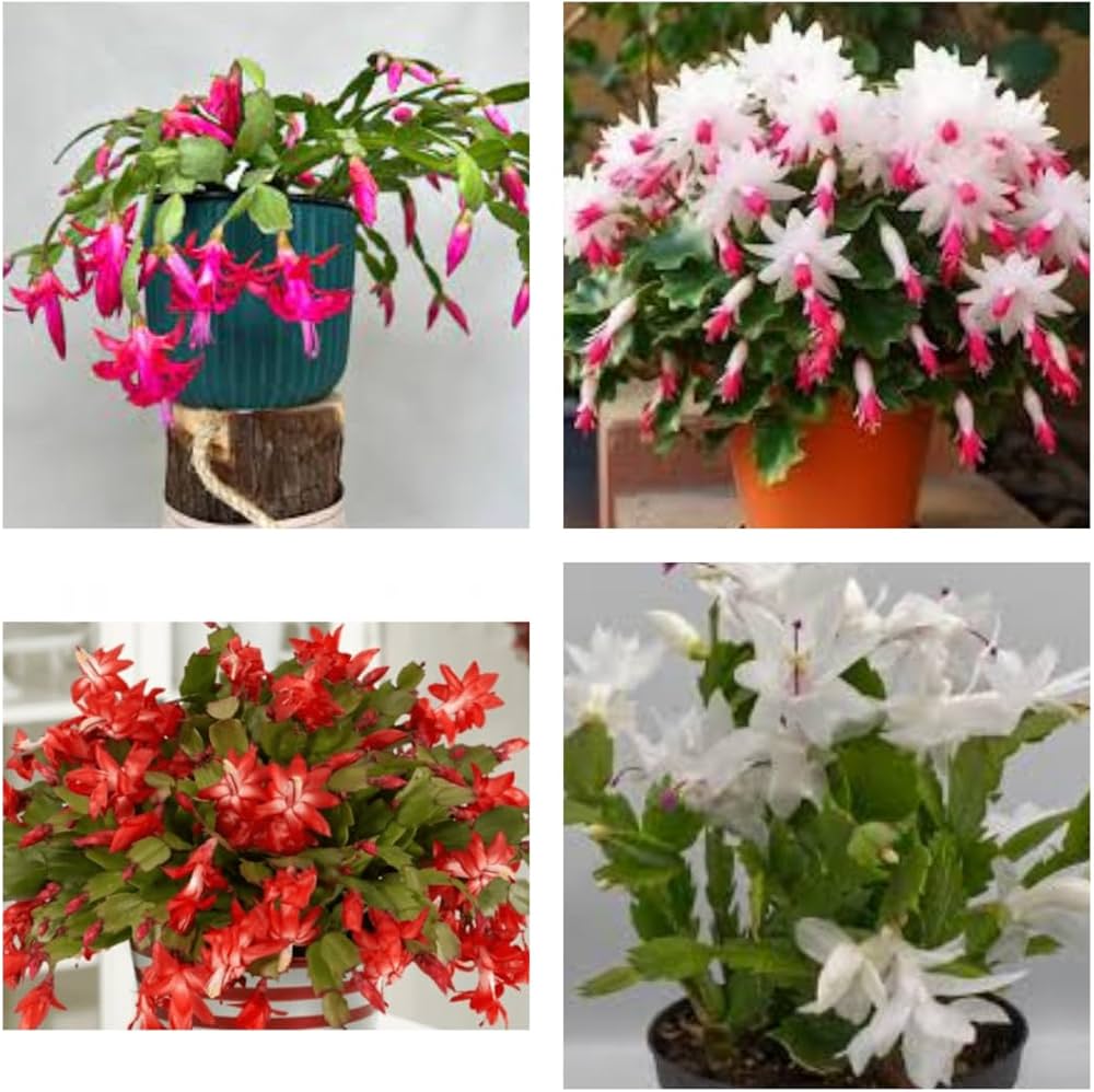 Schlumbergera flower seeds