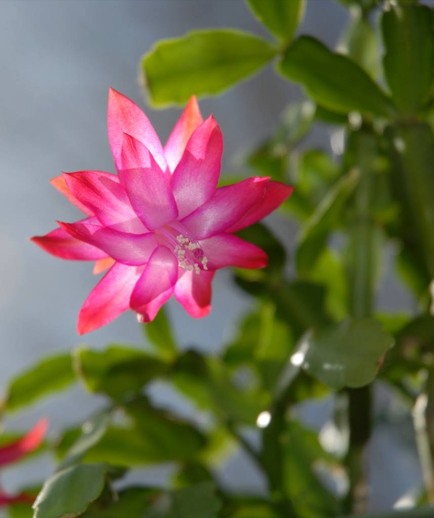 Schlumbergera flower seeds