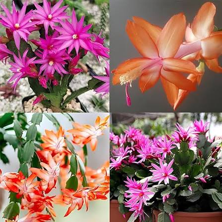 Schlumbergera Plant with Segmented Green Stems